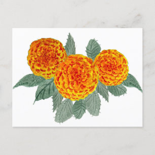 Oranje Hydrangea Flowers Briefkaart
