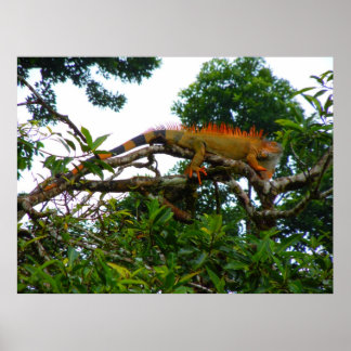 Oranje Iguana Poster