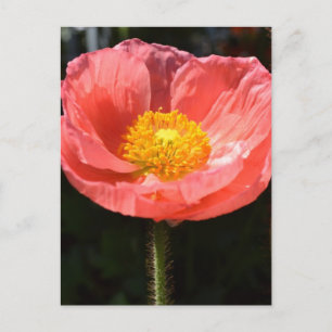 Oranje IJsland Poppy II Briefkaart