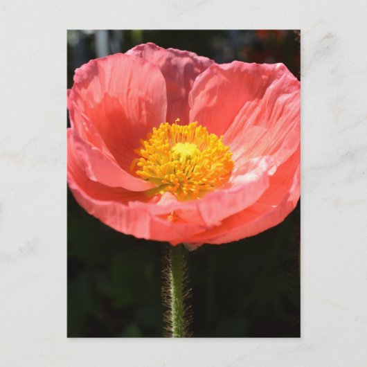 Oranje IJsland Poppy II Briefkaart (Voorkant)