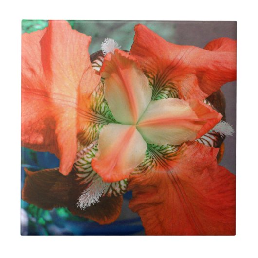 Oranje-Iris-bloem Tegeltje (Voorkant)