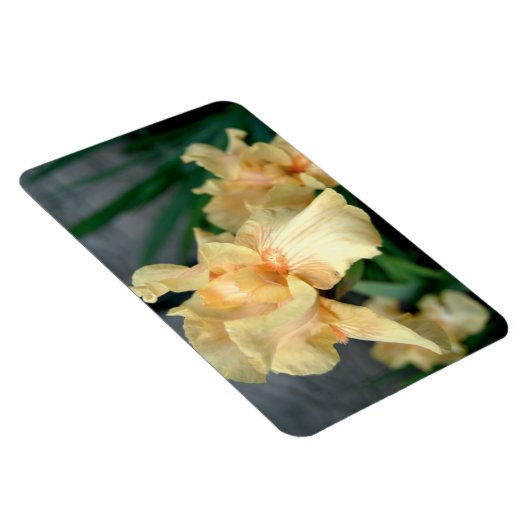 Oranje Irises in een zomertuin Magneet (Rechterzijde)