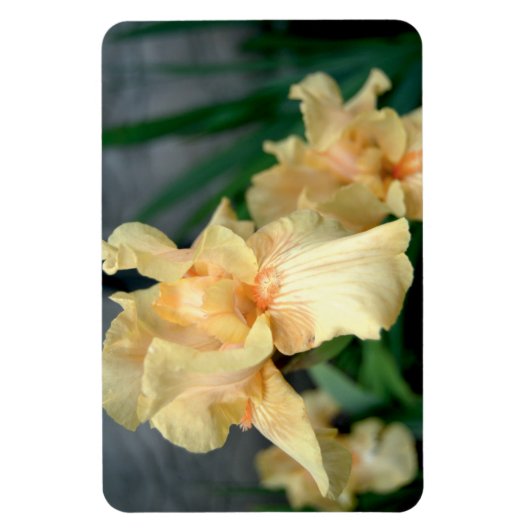 Oranje Irises in een zomertuin Magneet (Verticaal)