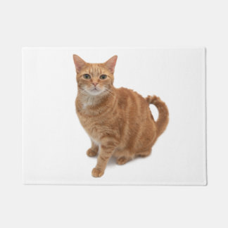 Oranje kat deurmat