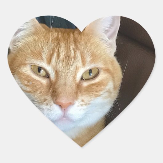 Oranje kat hart sticker (Voorkant)