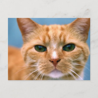 Oranje Kat Kitten Cat Briefkaart