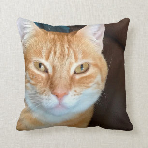 Oranje kat kussen