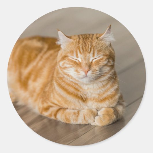 Oranje Kat Ronde Sticker (Voorkant)