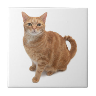 Oranje kat tegeltje