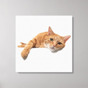 Oranje kattebakje omlaag canvas afdruk
