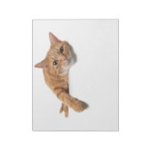 Oranje kattebakje omlaag notitieblok (Gedraaid)