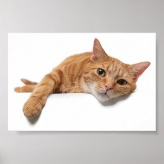Oranje kattebakje omlaag poster