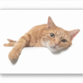 Oranje kattebakje omlaag sticker (Voorkant)