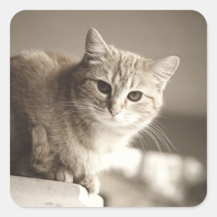 Oranje katten Stickers