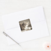 Oranje katten Stickers (Envelop)