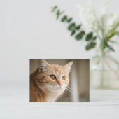 Oranje katten Visitekaartjes (Staand voorkant)