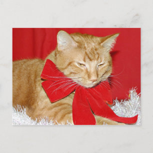 Oranje kerstkat feestdagenkaart