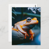 Oranje kikker briefkaart (Voorkant / Achterkant)