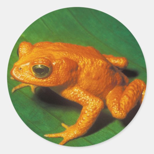 Oranje kikker ronde sticker (Voorkant)