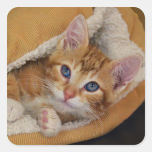 Oranje kitten verscholen in bed vierkante sticker