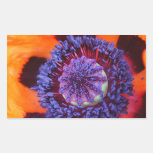 Oranje klaproos van dichtbij rechthoekige sticker