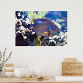 Oranje konijnenvis poster (Keuken)