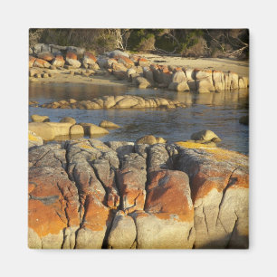 Oranje Korstmos op Rotsen, Binalong Bay, Baai van Magneet