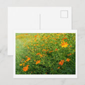 Oranje kosmos Flowers: Japan Briefkaart (Voorkant / Achterkant)