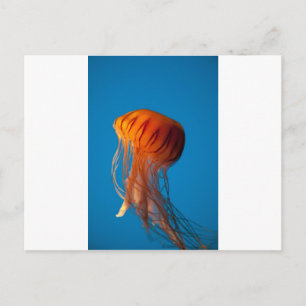 Oranje kwallen briefkaart