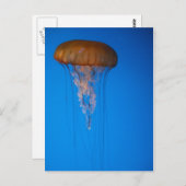 Oranje kwallen briefkaart (Voorkant / Achterkant)