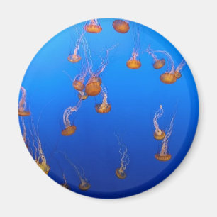 Oranje kwallen magneet