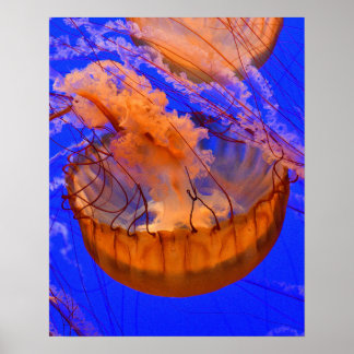 Oranje kwallen muurdecoratie | Oceaan zeeleven pri Poster