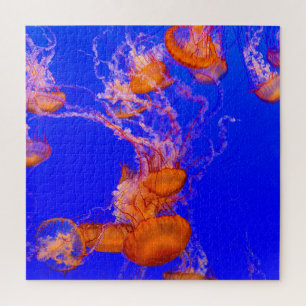 Oranje Kwallen Puzzel Blauwe Oceaan Zeeleven