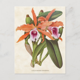 Oranje Laelia Orchid  Botanisch Briefkaart