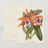 Oranje Laelia Orchid  Botanisch Briefkaart (Voorkant / Achterkant)