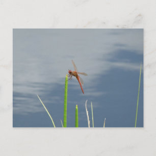 oranje Libelle auf dem Grashalm Briefkaart