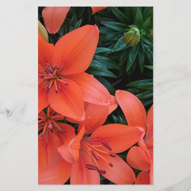 Oranje Lily (Voorkant)
