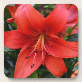 Oranje Lily Bloom Floral Bier Onderzetter (Voorkant)