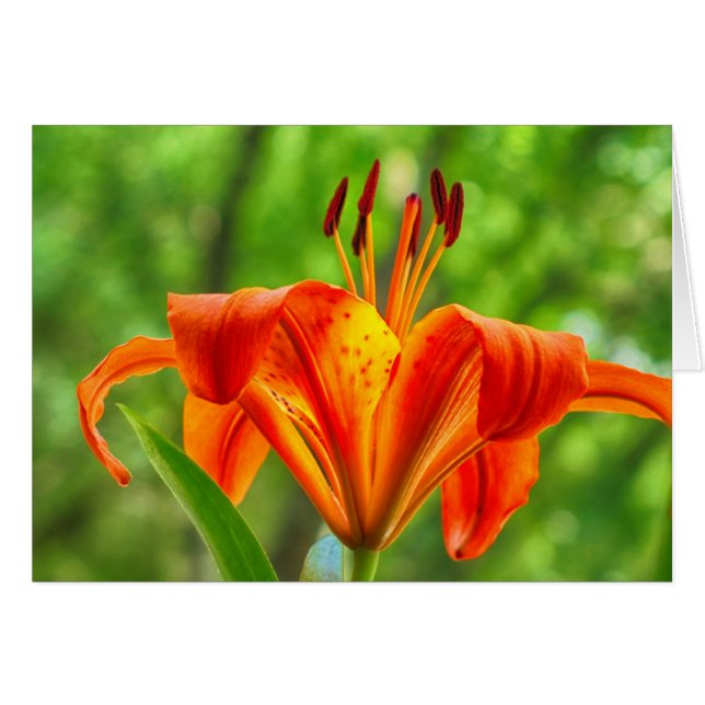 Oranje Lily Flower (Voorkant Horizontaal)