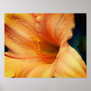 Oranje Lily Flower Sluiten Poster