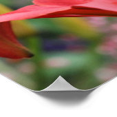 Oranje Lily Flower Sluiten Poster (Hoek)