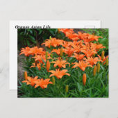 Oranje Lily Flowers Briefkaart (Voorkant / Achterkant)
