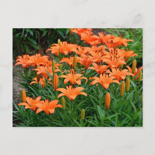Oranje Lily Flowers Briefkaart (Voorkant)