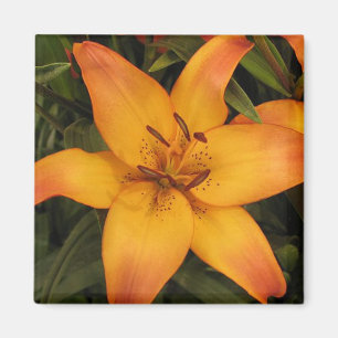 Oranje Lily Magneet