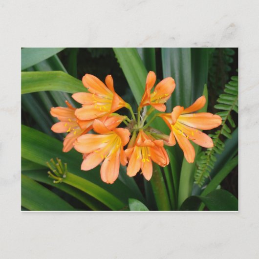 Oranje Lily met Multiple Blooms Briefkaart (Voorkant)