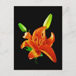 Oranje Lily op zwart Briefkaart