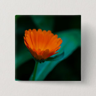 Oranje madeliefbloem vierkante button 5,1 cm