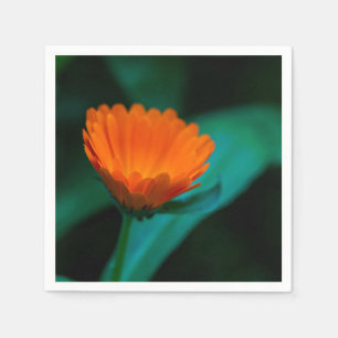 Oranje Madeliefje Bloem Foto Servet