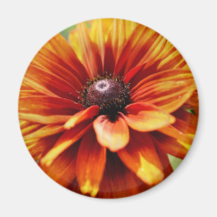 Oranje Madeliefje Bloem Magneet