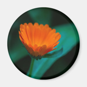Oranje madeliefje bloem magneet
